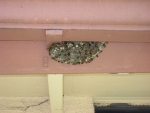 090908 European Paper Wasp Nest 002