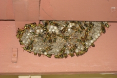Paper Wasps