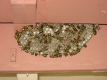 090908 European Paper Wasp Nest 003